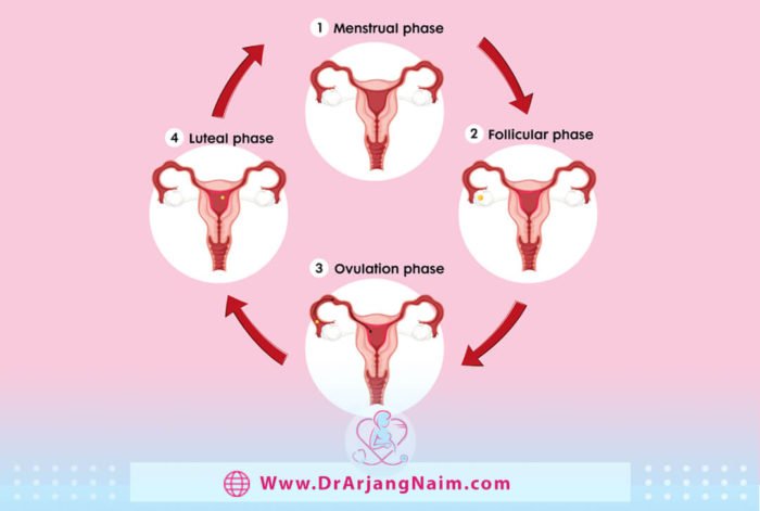 Everything you need to know about your ovulation cycle