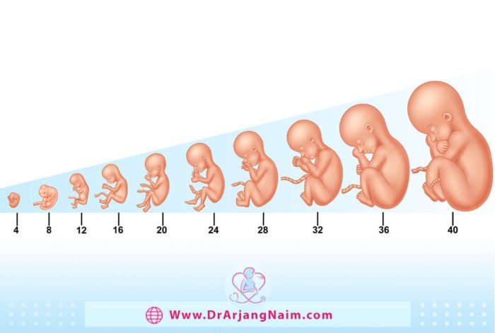 Fetus development month by month