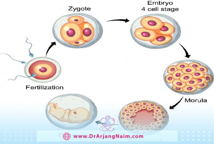 What is embryo freezing