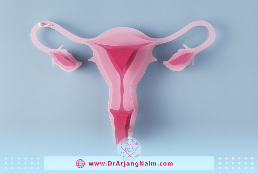 Uterus: Anatomy, Function, Size, Position & Conditions