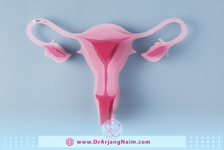 Uterus: Anatomy, Function, Size, Position & Conditions